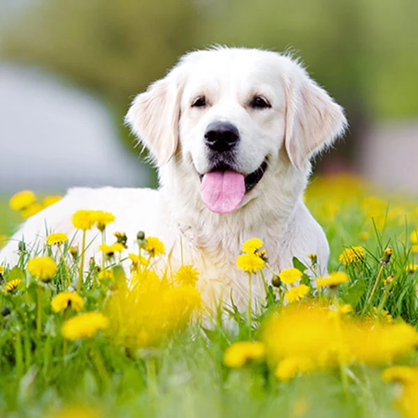 Dog cremation: process, costs, and ways to remember your dog