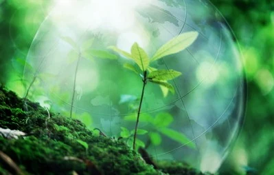 Water cremation: how aquamation works, costs, and the eco case